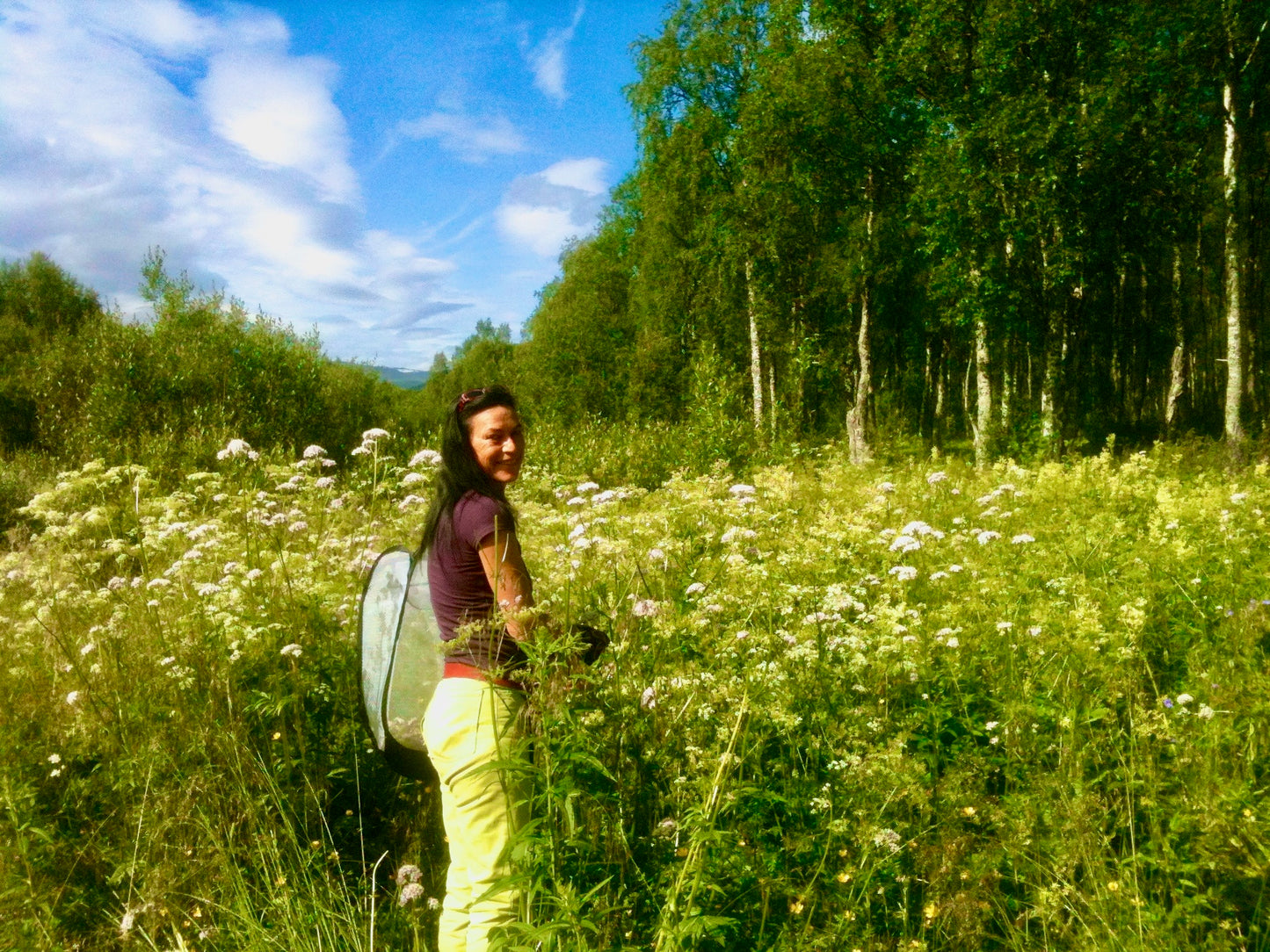 Wild Arctic Herbal Blend from Northern Norway