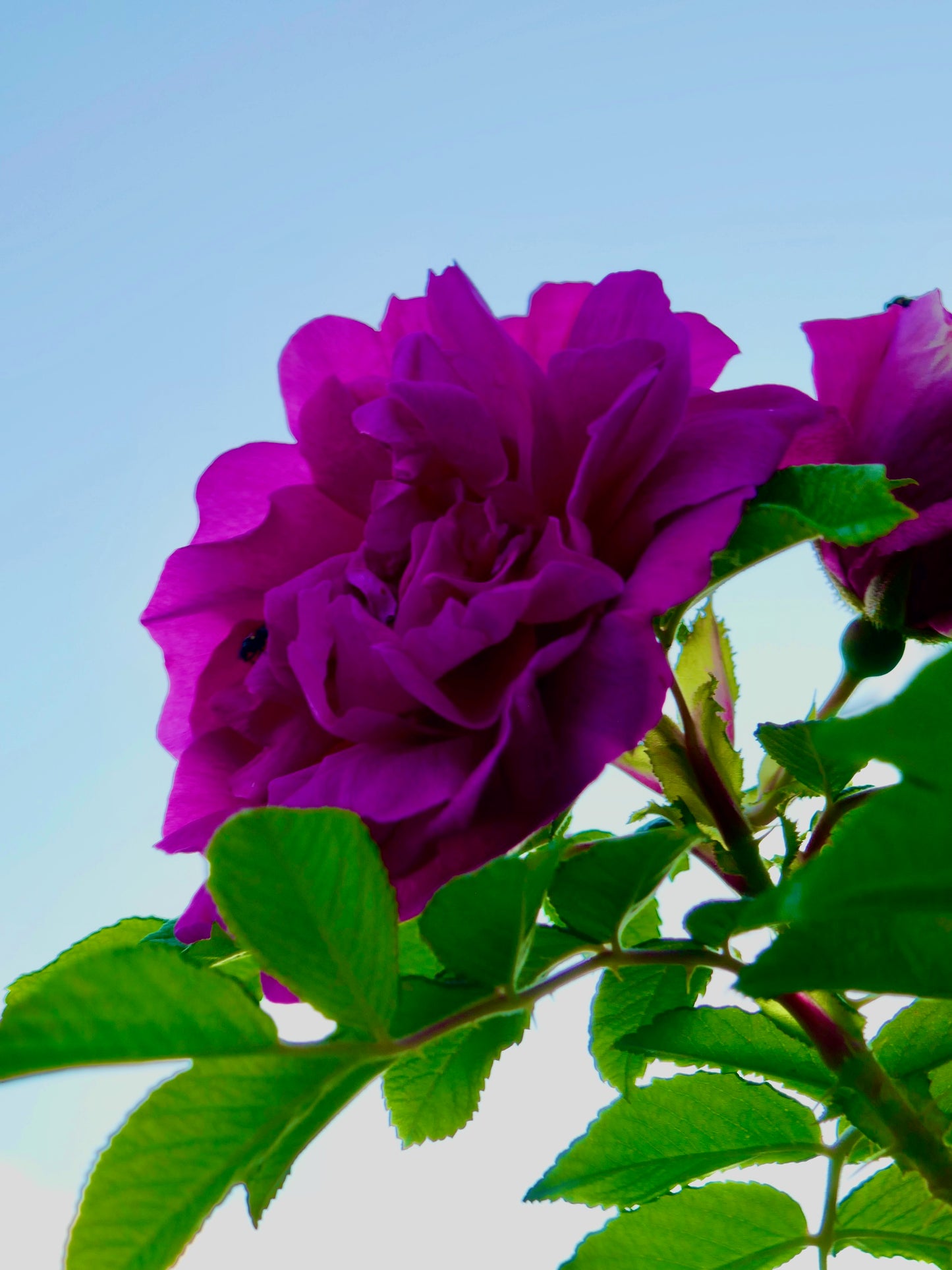 Rose petals harvested from plants grown in northern climate conditions