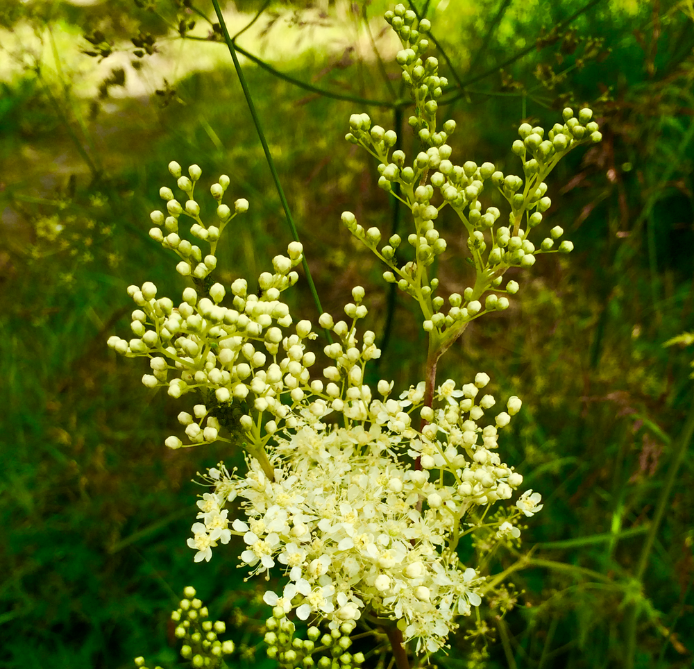 Meadow Arctic Matcha