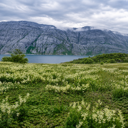 SNØFNUGG® ArcticHerb – arktisk plantepulver på din måte