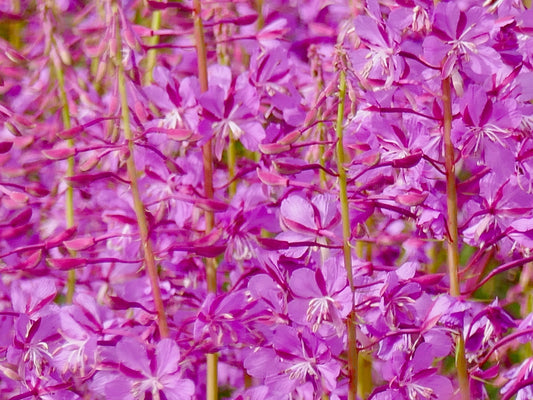 Blooming Sally Tea – The Nordic Superplant for Men’s Health & Gut Balance